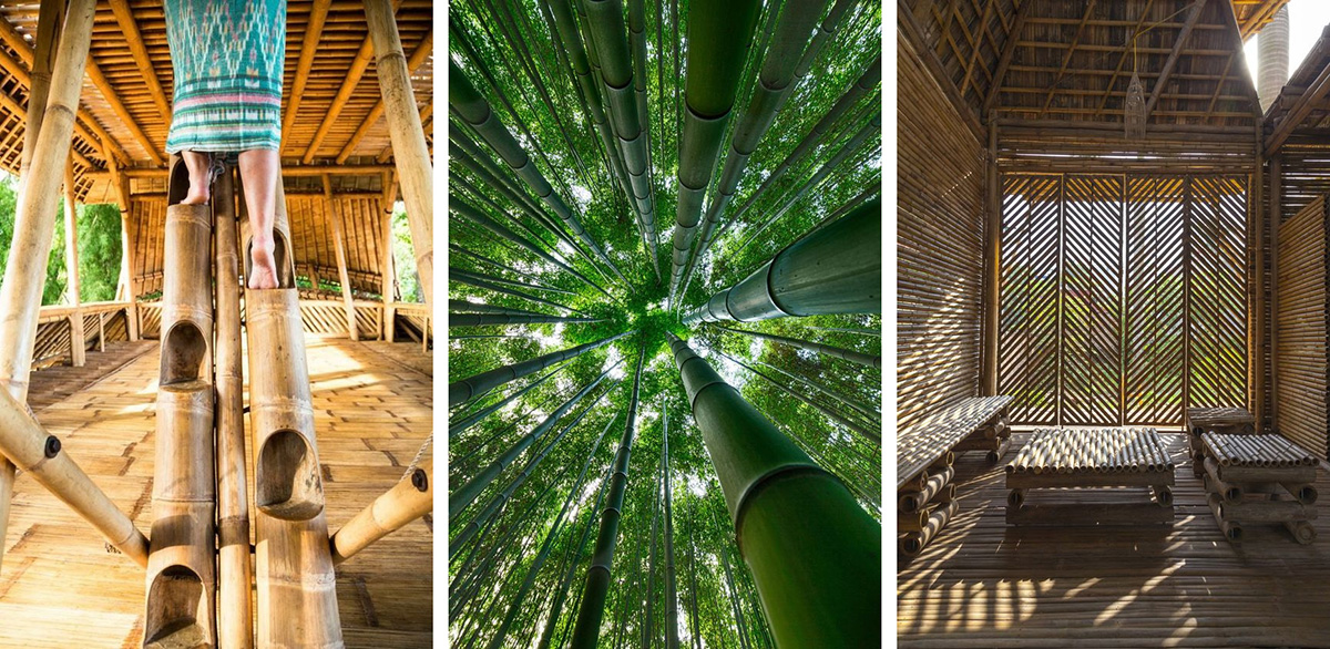 A bambusz és felhasználása