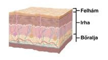 A bőr szerkezete