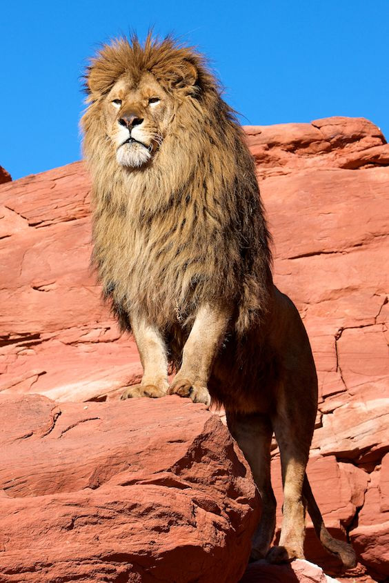Oroszlán - az állatok királya